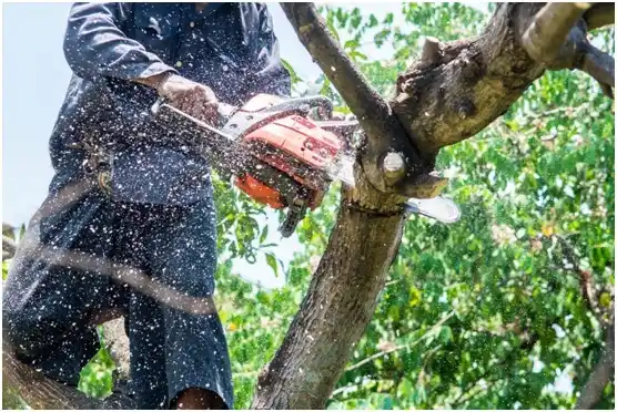 tree services Vineyard